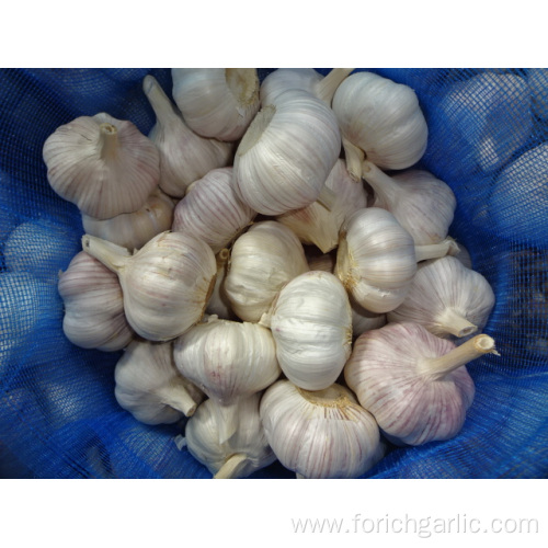Jinxiang Normal White Garlic Crop 2019
